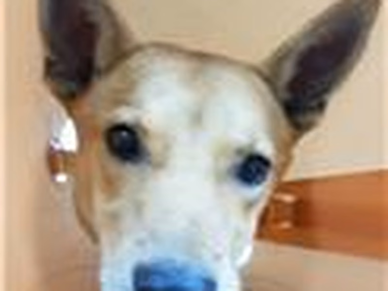 Tan-and-white adult male mixed-breed dog, Large, shelter no. …7011