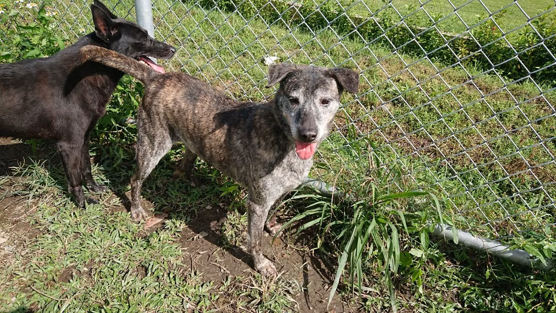 Tabby adult male mixed-breed dog, Medium, shelter no. …0402