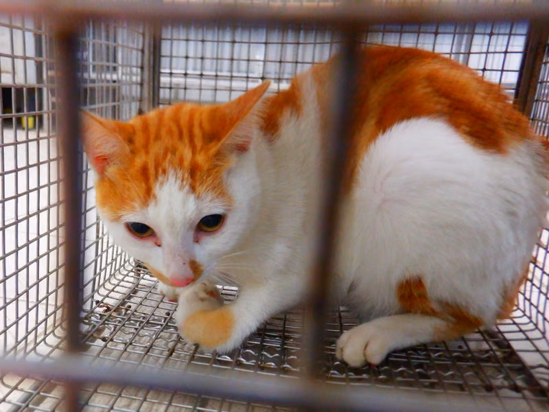 Orange-and-white adult female mixed-breed cat, Small, shelter no. …13C3