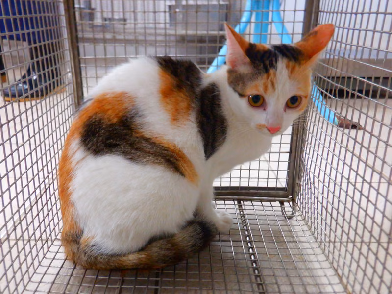 Calico adult female mixed-breed cat, Small, shelter no. …02C4