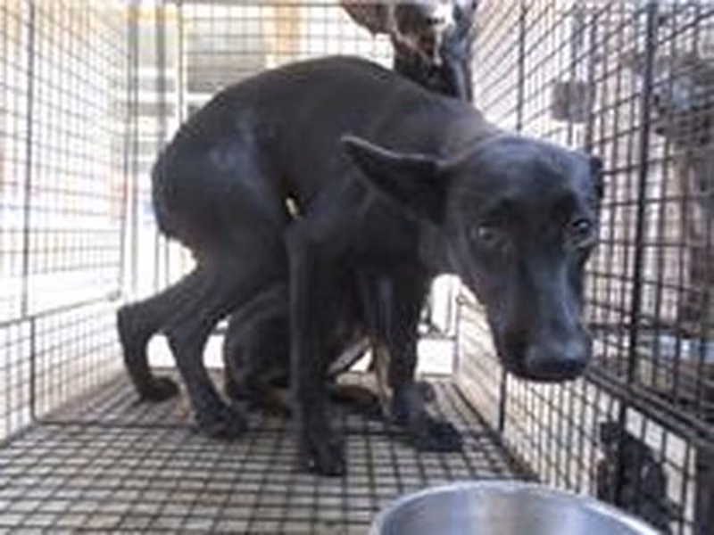 Black female mixed-breed dog, Medium, shelter no. …8009