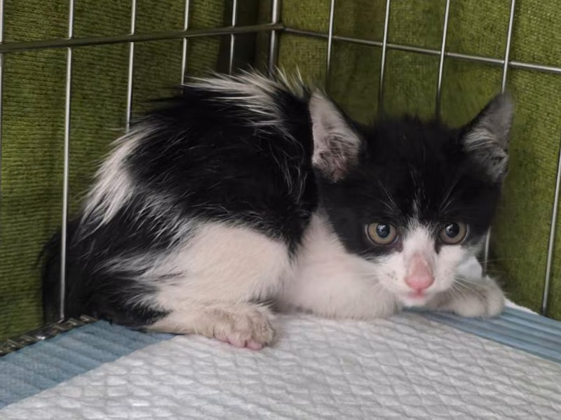 Black-and-white young female mixed-breed cat, Small, shelter no. …2604
