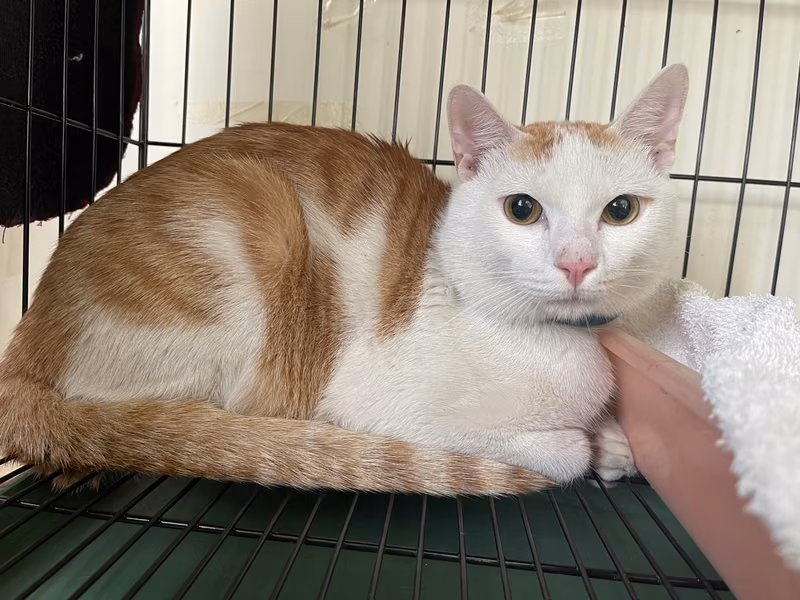 ミックス猫(オス・成猫・茶と白)、中型, 施設番号 …2403