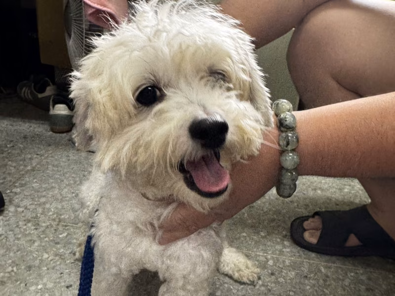 White adult male poodle, Medium, shelter no. …7001