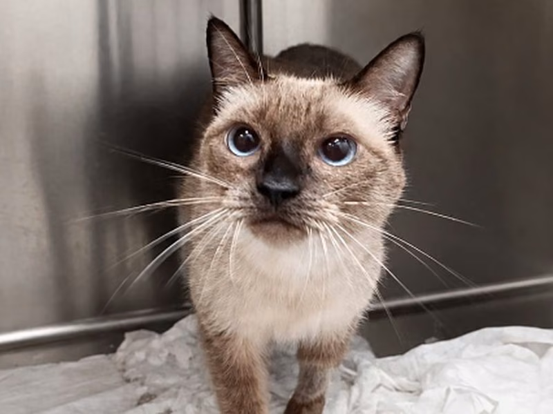 Princesa, Adult · Female · European Shorthair
