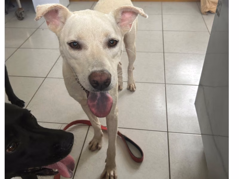 White adult female mixed-breed dog, Large, shelter no. …1020