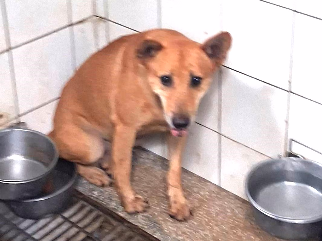 Black adult male mixed-breed dog, Medium, shelter no. …4A24