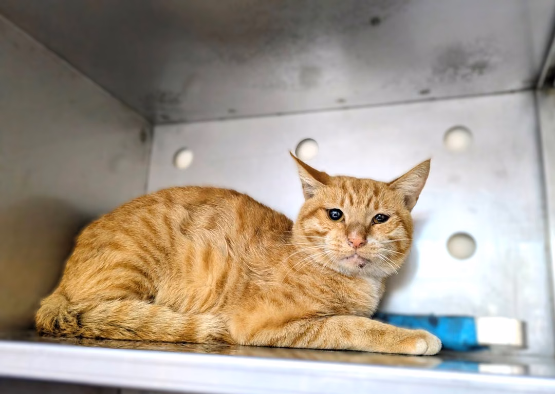 Orange adult male mixed-breed cat, Medium, shelter no. …1001