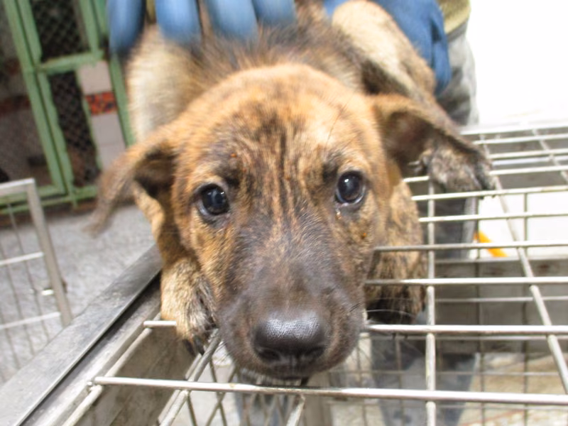 Tabby adult female mixed-breed dog, Medium, shelter no. …0Q14