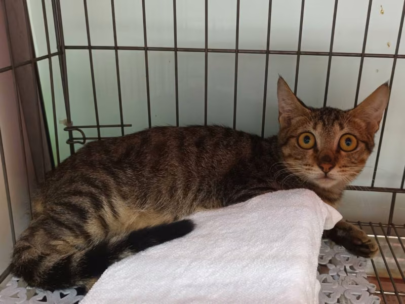 Tabby young male mixed-breed cat, Small, shelter no. …1002