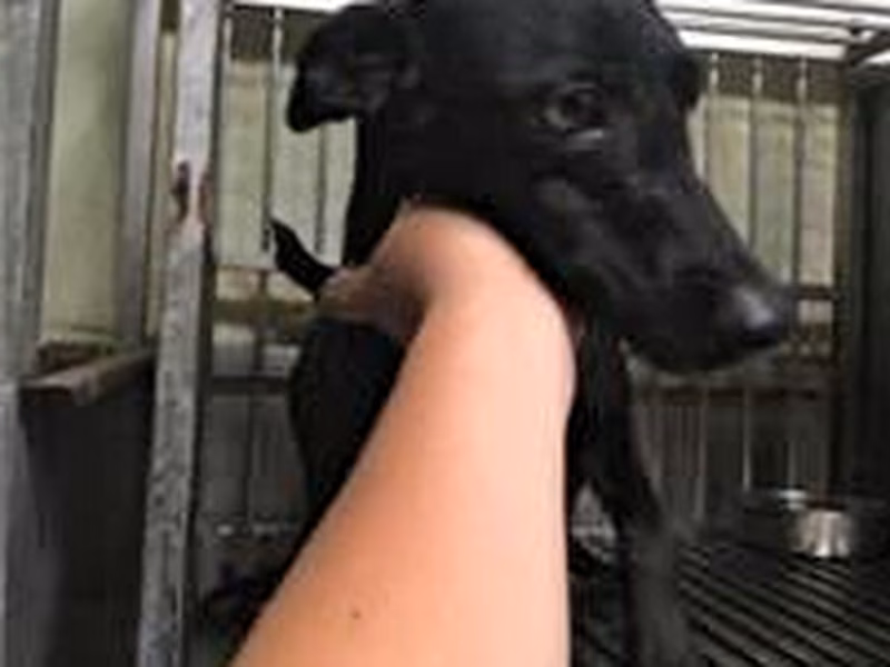 Black adult female mixed-breed dog, Medium, shelter no. …0718