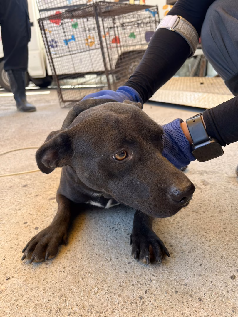 Black adult female mixed-breed dog, Medium, shelter no. …3002