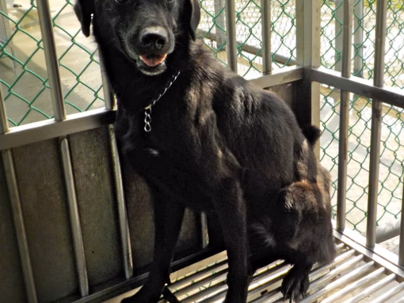 Black adult female mixed-breed dog, Medium, shelter no. …1553