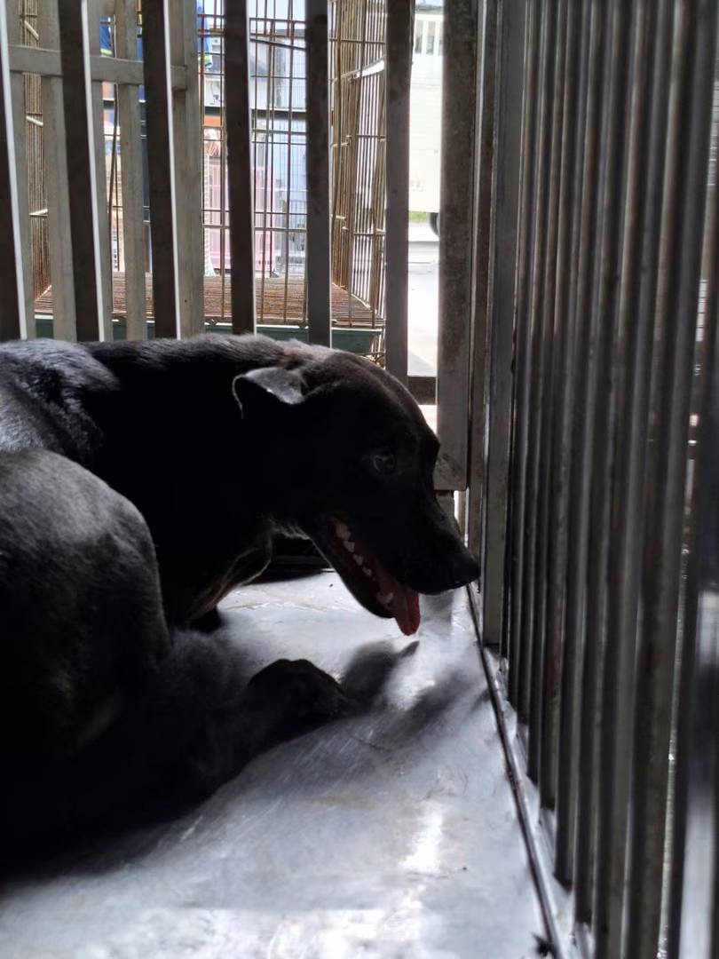 Black adult female mixed-breed dog, Medium, shelter no. …0-02