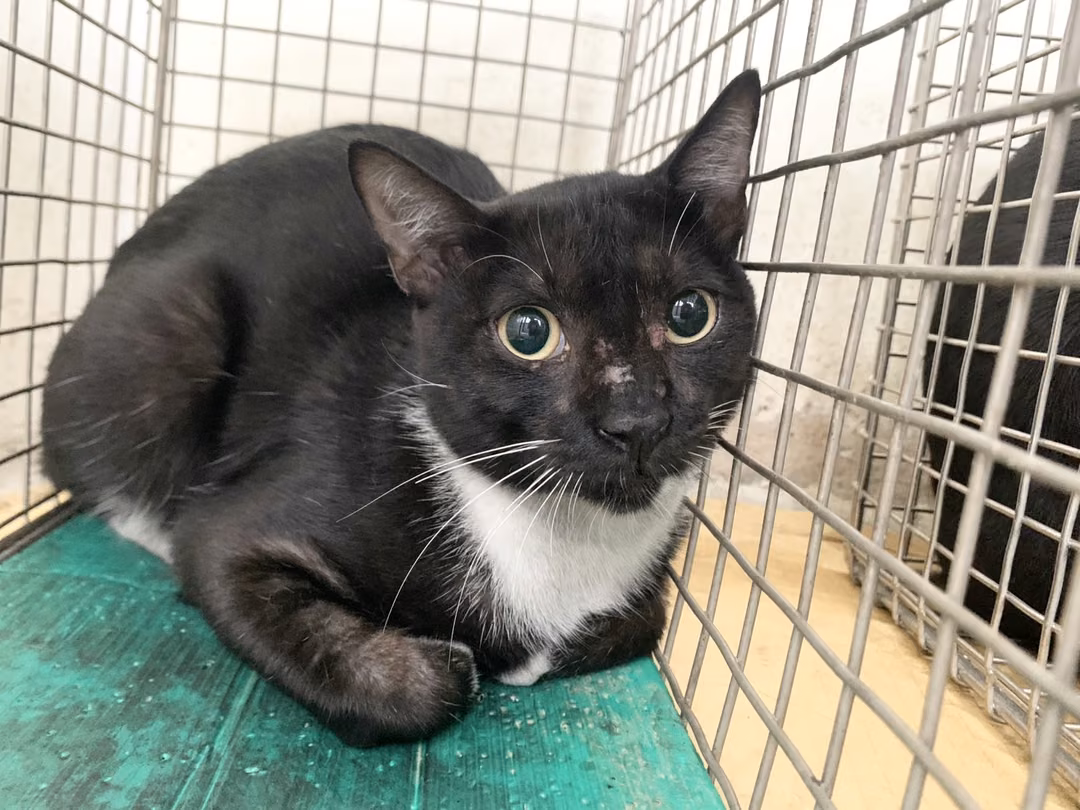 Black-and-white adult male mixed-breed cat, Small, shelter no. …1203