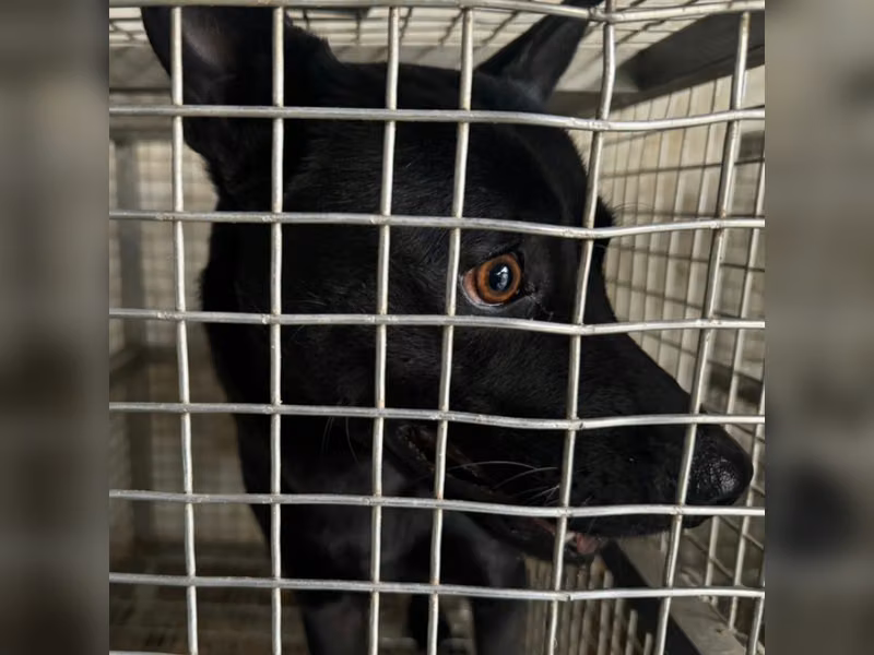 ミックス犬(メス・成犬・黒)、中型, 施設番号 …4-06