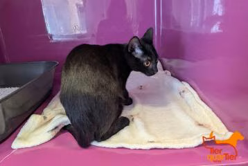 Black young male European Shorthair, shelter no. …4207