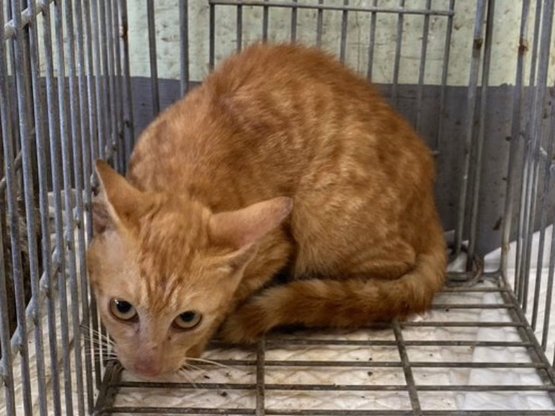 Orange tabby young female mixed-breed cat, Small, shelter no. …6C02