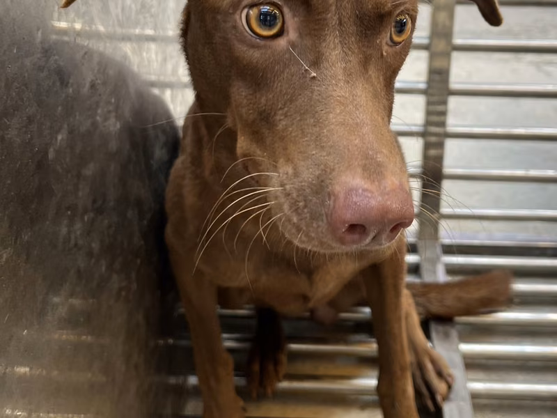 Brown adult female mixed-breed dog, Medium, shelter no. …3004