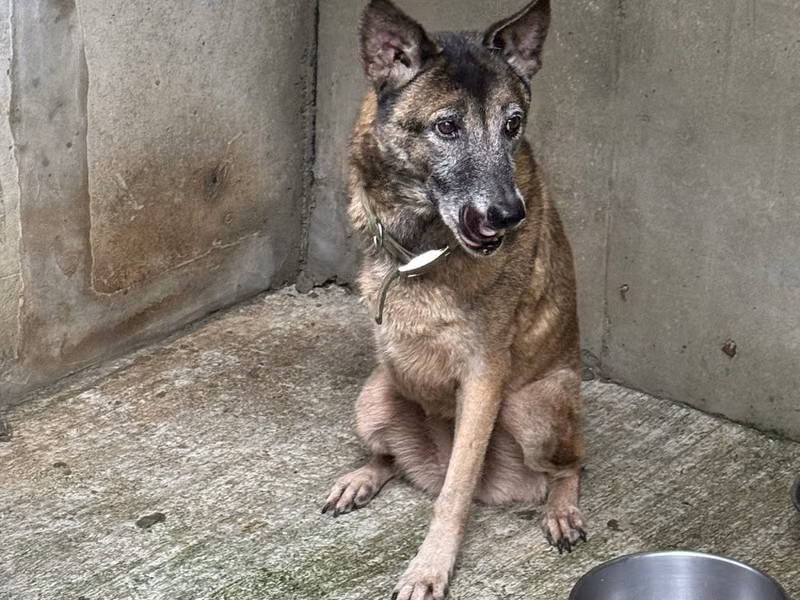 Brown-and-gray adult female mixed-breed dog, Medium, shelter no. …9001