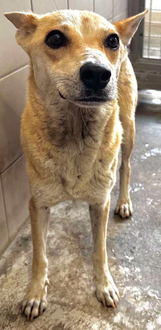 Tan-and-white adult female mixed-breed dog, Medium, shelter no. …7002