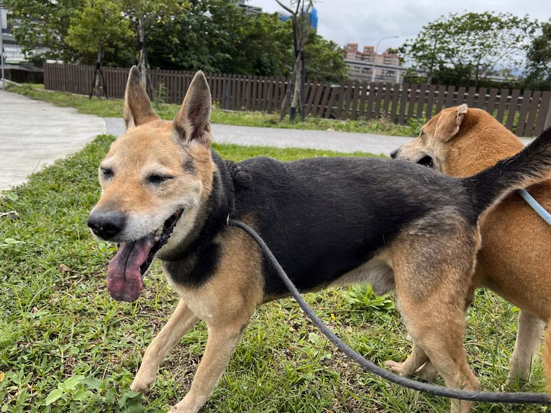 Black-and-tan adult male mixed-breed dog, Medium, shelter no. …2805