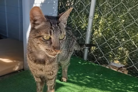 Tempranillo, Adult · Male · Small · European Shorthair