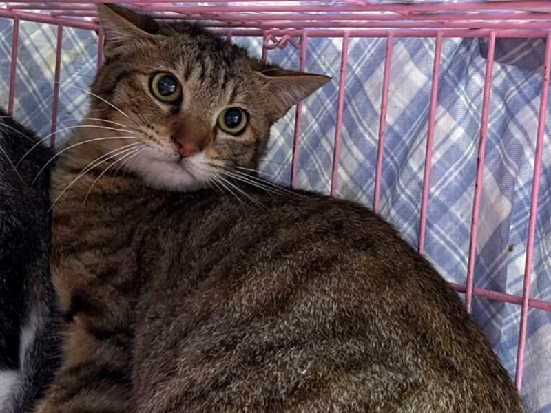 Tabby adult female mixed-breed cat, Medium, shelter no. …0104