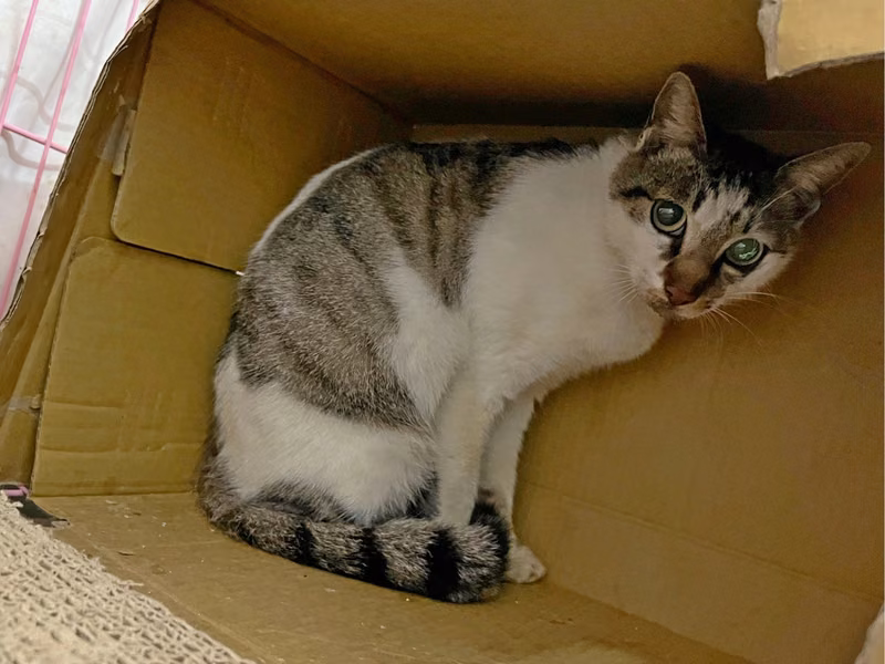 Tabby-and-white adult female mixed-breed cat, Small, shelter no. …0204