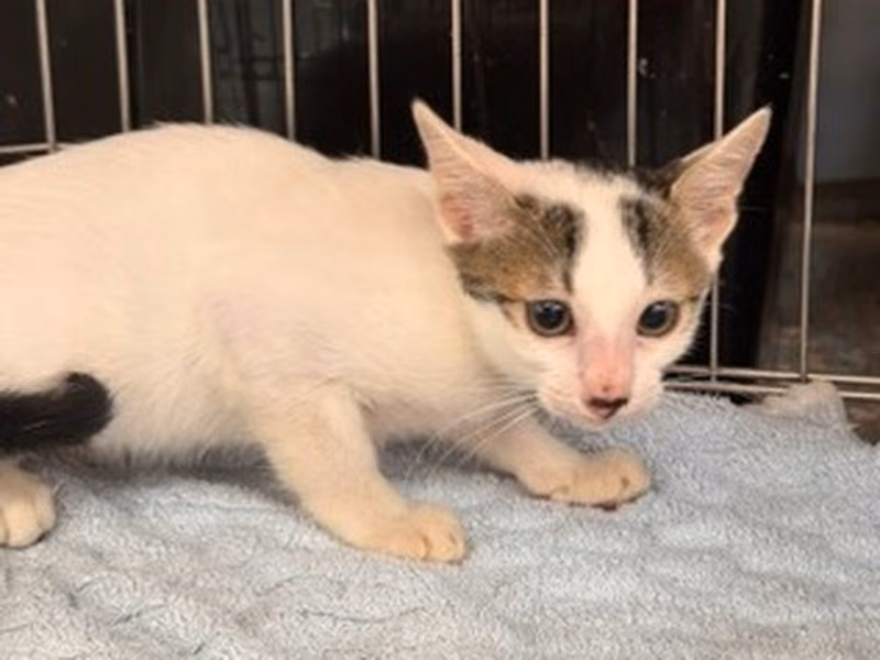 Pusang halo ang lahi (Bata, may guhit at puti), Maliit, blg. ng shelter …3004