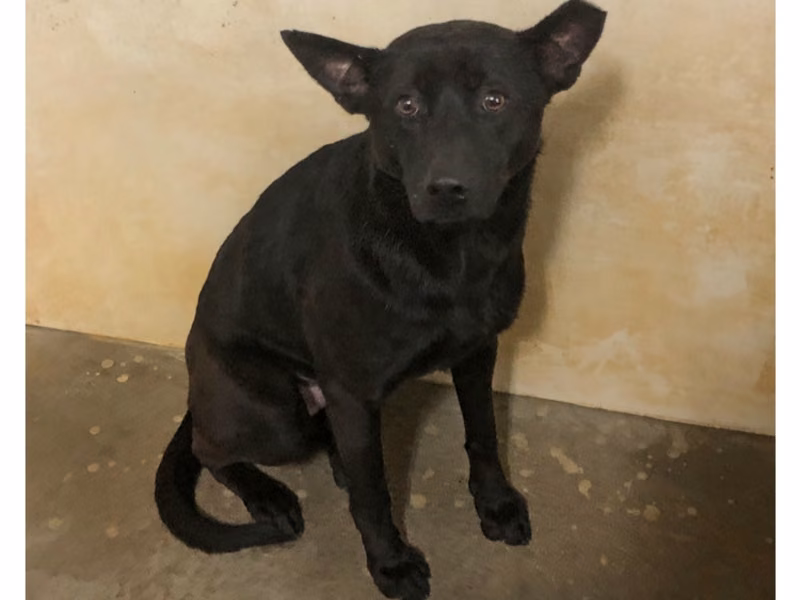 Black adult male mixed-breed dog, Large, shelter no. …0022