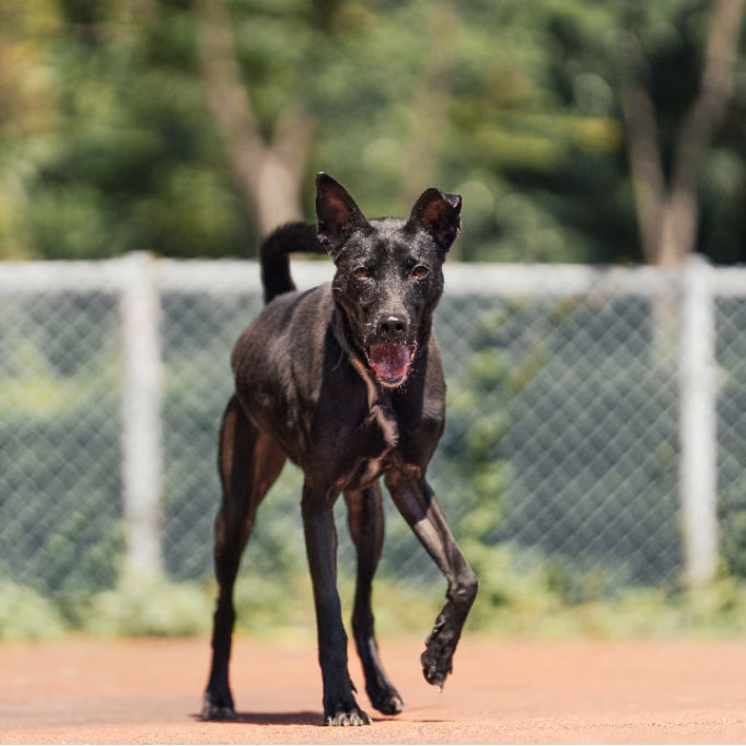 Black adult male mixed-breed dog, Medium, shelter no. …1204