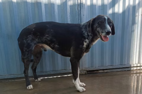 Gobio, Adult · Male · Mixed breed