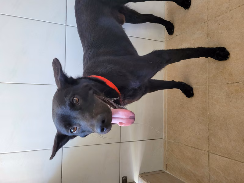 Black adult male mixed-breed dog, Medium, shelter no. …1001