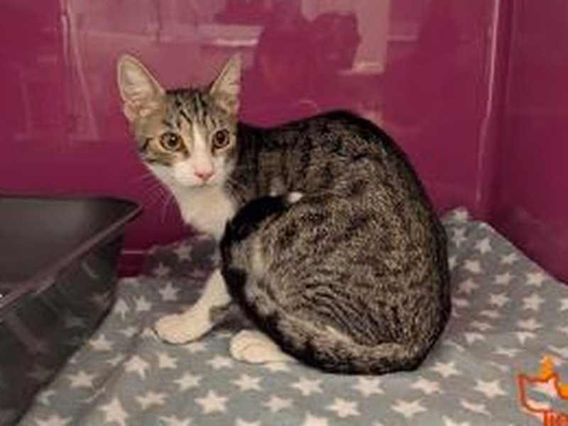 Brown tabby young male European Shorthair, shelter no. …3945