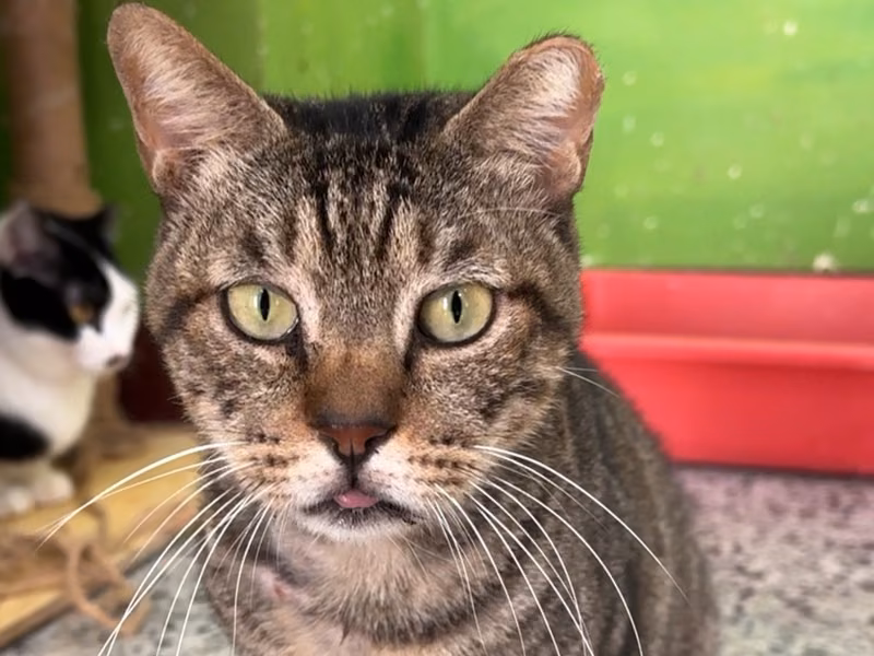 Tabby adult male mixed-breed cat, Large, shelter no. …2003