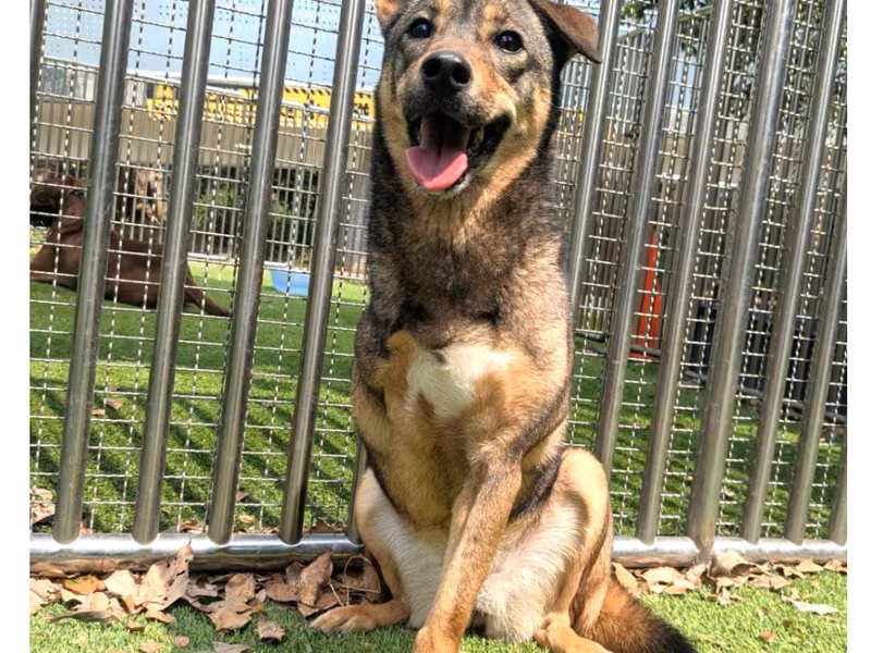 Black-and-tan young female mixed-breed dog, Small, shelter no. …0001