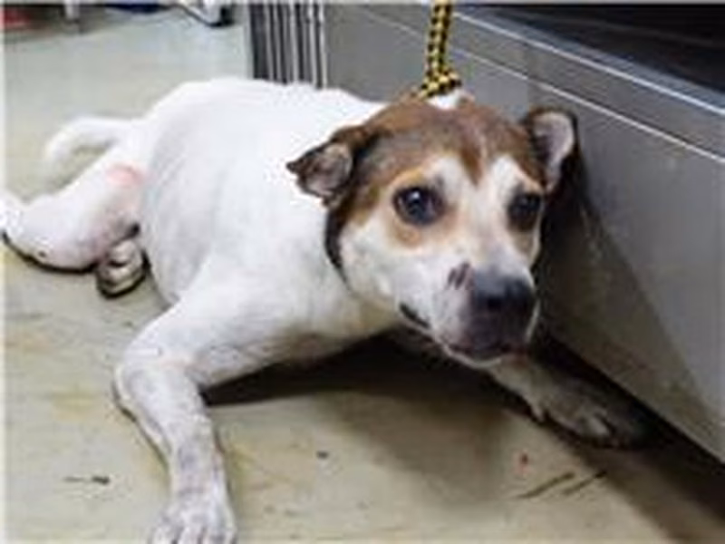 Brown-and-white adult male mixed-breed dog, Medium, shelter no. …0104