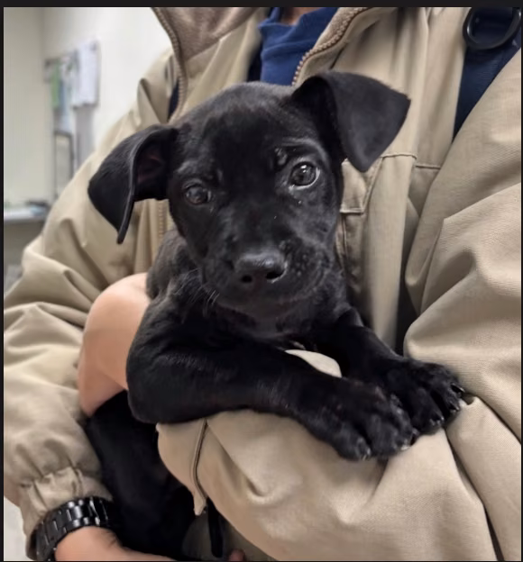 Black adult female mixed-breed dog, Medium, shelter no. …6002