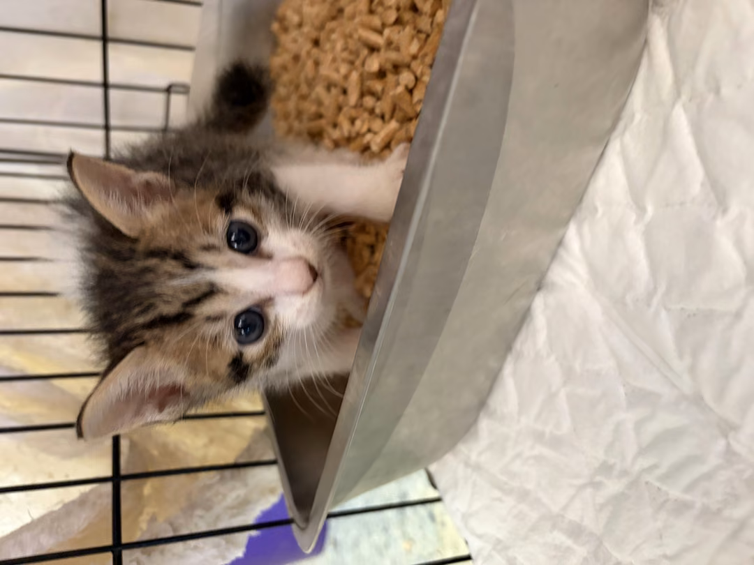 Pusang halo ang lahi (Lalaki, Bata, itim), Maliit, blg. ng shelter …8003