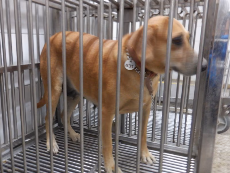 Tan adult female mixed-breed dog, Medium, shelter no. …1831