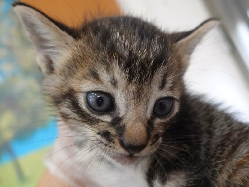 Tabby young male mixed-breed cat, Small, shelter no. …2-01