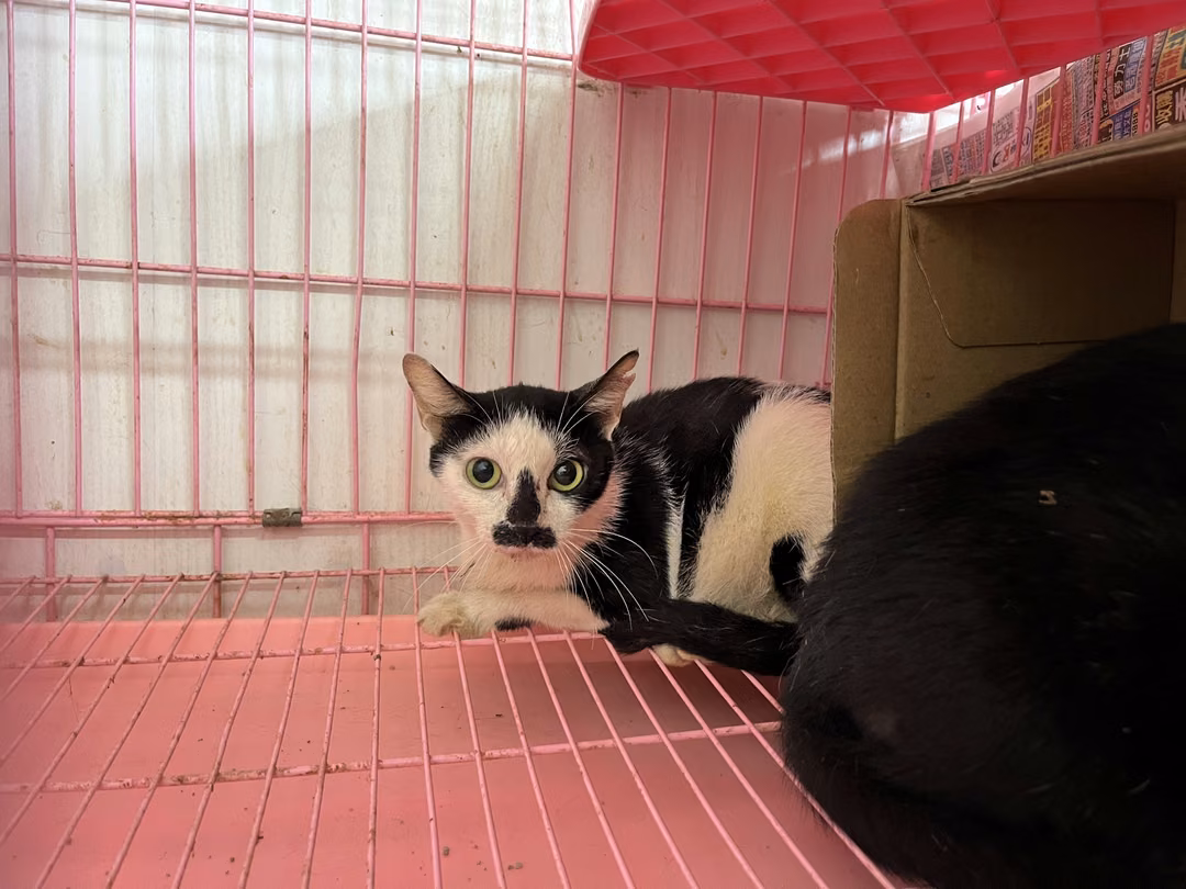 Black-and-white adult female mixed-breed cat, Medium, shelter no. …2806