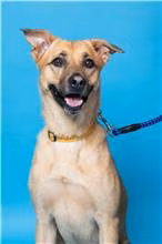 Tan adult male mixed-breed dog, Medium, shelter no. …1607