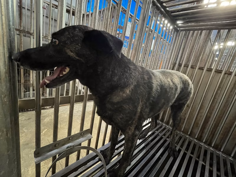 Tabby adult female mixed-breed dog, Medium, shelter no. …4002
