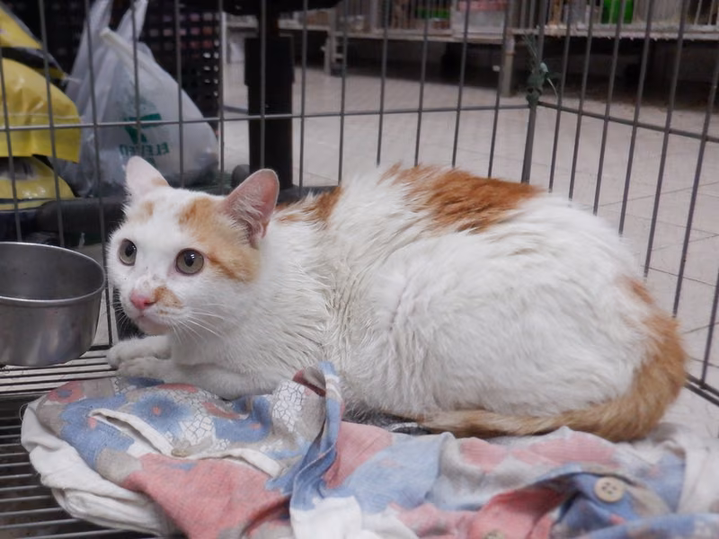Orange-and-white adult female mixed-breed cat, Small, shelter no. …26C3