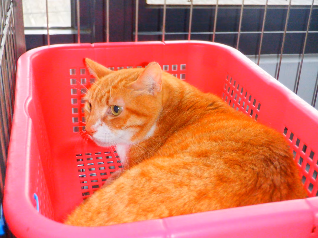 Orange-and-white adult male mixed-breed cat, Small, shelter no. …02C6