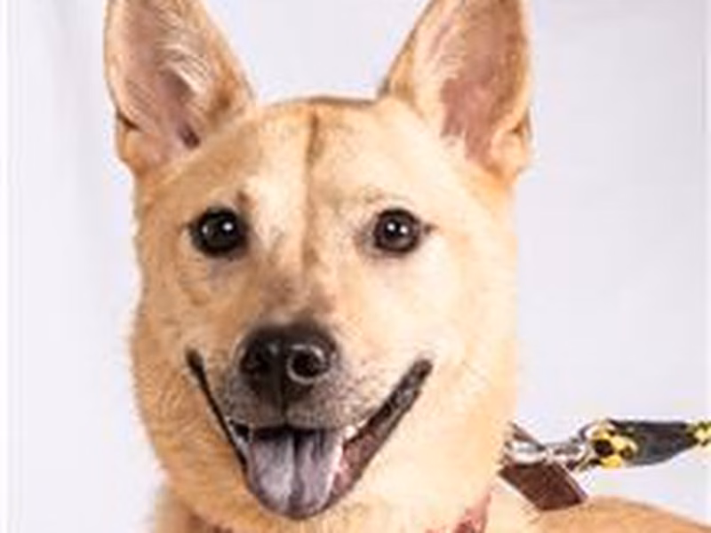 Tan adult female mixed-breed dog, Medium, shelter no. …3007