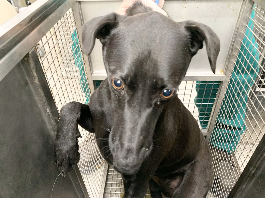 Black adult female mixed-breed dog, Medium, shelter no. …1804