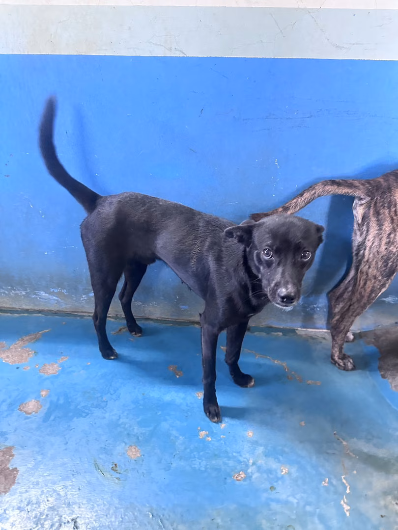 Black adult male mixed-breed dog, Large, shelter no. …7014
